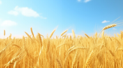 Wall Mural - Golden Wheat Field Under Bright Blue Sky With Wispy Clouds