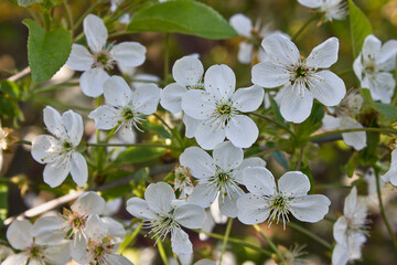 Wall Mural - blossoming cherry branch with white flowers