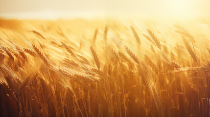 Wall Mural - Golden Wheat Field In Bright Sunlight With Soft Breeze And Gentle Waves