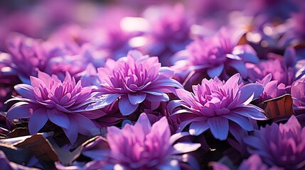 Wall Mural - purple flower petals and leaves  