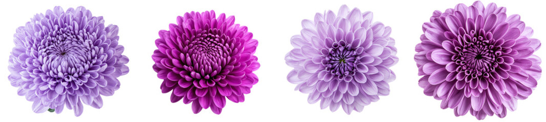 Poster - Dahlia flower isolated on white background with clipping path.