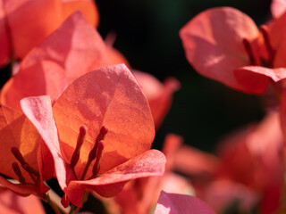 Wall Mural - Red Pollens of Bougainvillea