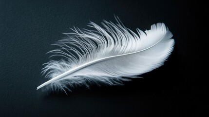 A white feather resting on a black surface, creating a striking contrast between the two.