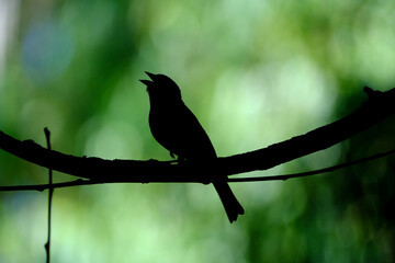 Silhouette of a bird on a branch with bokeh background