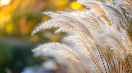 Wall Mural - Miscanthus sinensis wallpaper background in autumn