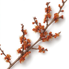 Canvas Print - Hamamelis Isolated