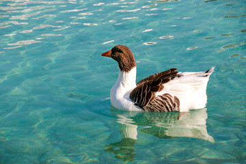 brown duck swimming in green lake