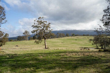 Farming landscape of stud angus and wagyu bulls grazing, with beautiful cows and cattle grazing on pasture in spring on a farm, with a crop growing food behind with hills and trees in nature