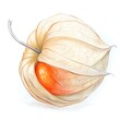 © Ehtisham - A delicate and detailed pencil illustration of a Physalis. also known as a Chinese lantern plant. capturing the intricate beauty of its papery husk.