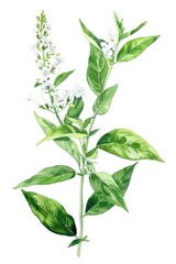 Poster - Fresh Lemon Verbena Herb Tea. Watercolor Botanical Illustration of Aromatic Herbal Drink