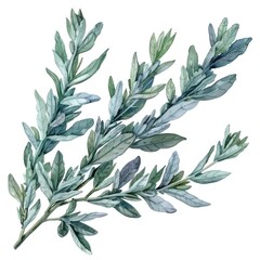 Poster - Hand drawn watercolor wormwood branch. Medicinal herb isolated on white background.