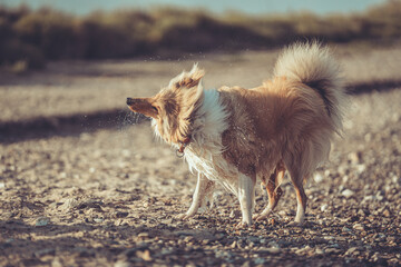 Rough Collie Langhaar sable Junghund schüttelt sich nass Sommer outdoor Var. 1