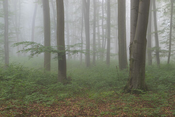 summer landscape of the foggy forest, in transylvania