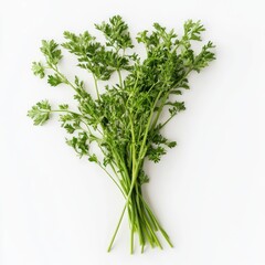 Canvas Print - Fresh green carrot tops on a white background.