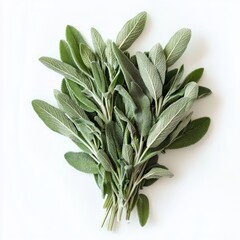 Poster - Fresh green sage leaves isolated on white background.