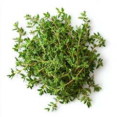 Canvas Print - Fresh green thyme sprigs isolated on white background.