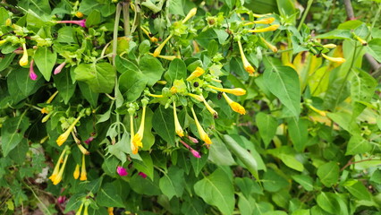 Wall Mural - Deep yellow and pink flowers of Four o’clock wilt in the morning. The  Marvel of Peru or False Jalapeño often blooms and is lightly scented in the evening. Many different colored flowers same plant.
