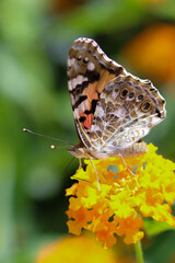 Thorn butterfly on flower