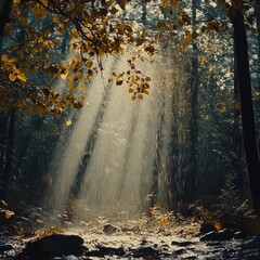 Canvas Print - Sunlight streams through the leaves of a forest, illuminating the path ahead.