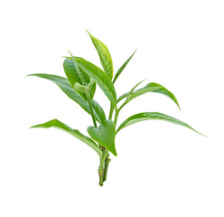 young green tea leaf isolated on transparent png