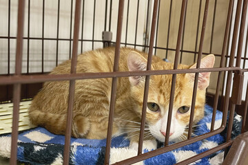 red kitten. Cute little ginger kitten sleeps on fur blanket