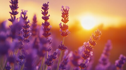 Wall Mural - A field of lavender in the sunset, symbolizing peace and tranquility, perfect for spa and wellness promotions