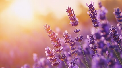 Wall Mural - A field of lavender in the sunset, symbolizing peace and tranquility, perfect for spa and wellness promotions