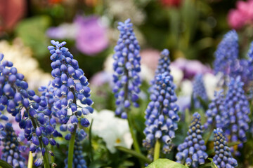 blue hyacinth flowers