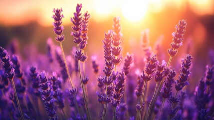 Wall Mural - A field of lavender in the sunset, symbolizing peace and tranquility, perfect for spa and wellness promotions