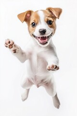 A small white and brown dog is jumping in the air. The dog is happy and playful. Concept of joy and excitement