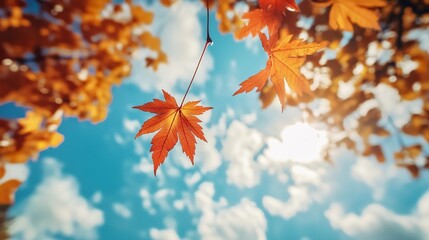 Wall Mural - bright autumn leaves catching sunlight against a backdrop of blue sky and fluffy clouds during a sun