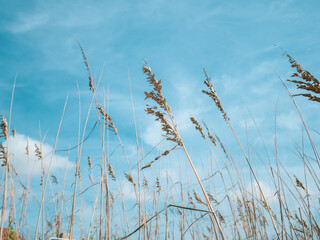 grass and sky