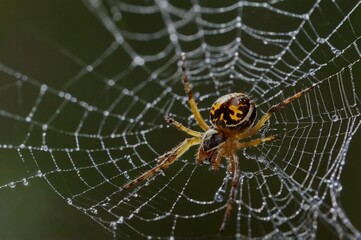 spider on web