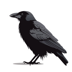 Wall Mural - crow image. black crow isolated on white background. illustration of a crow. vector illustration.