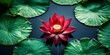 © MdRazib - Vivid red lotus flower with copy space image surrounded by lush green circular lotus leaves