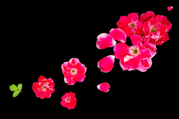 Poster - flower arrangement. Natural pattern. summer wild flowers on black background.