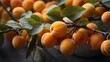 © LoFi J. - close up of fresh apricots as background.