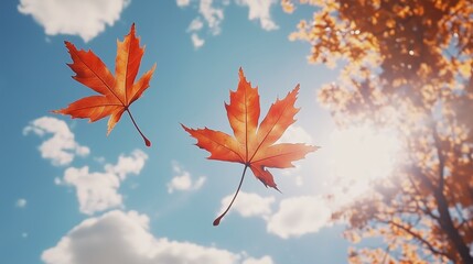Wall Mural - two vibrant orange maple leaves gracefully drifting against a bright blue sky with fluffy white clou
