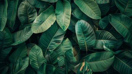 Poster - A close-up of broad, emerald green leaves with intricate veins, capturing the serene beauty of nature's patterns.