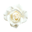 © Thanakan - Beautiful white rose bloom, isolated on a white background. Perfect for floral designs, romantic themes, and nature-related content.