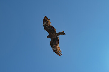 A hawk is flying in the blue sky with its wings spread straigh
