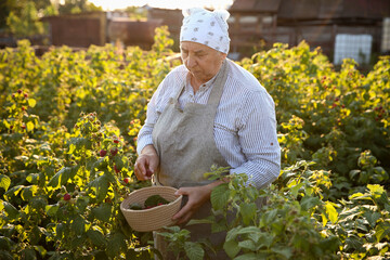 Wall Mural - Senior farmer picking fresh ripe raspberries outdoors