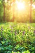 © Maxim Borbut - An outdoor photo of wild meadow plants in spring on a yellow orange sunny background.