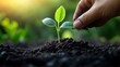 © PalaG - New Life Begins: Close-Up of Seedling Planted in Lush Dark Soil with Vibrant Green Leaves