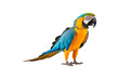 © Anasaiimages - Blue and yellow macaw parrots against white background. Suitable for websites, presentations, and educational materials about tropical birds and wildlife