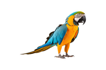 blue and yellow macaw parrots against white background. suitable for websites, presentations, and ed