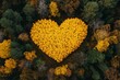 © Maxim Borbut - In a green pine forest in autumn, a yellow tree heart stands out against the green leaves. Aerial view.