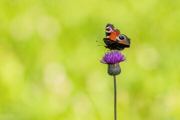 Colorful peacock butterfly sitting on a purple thistle flower in a meadow with spread wings. Bright yellow green grass in the background.