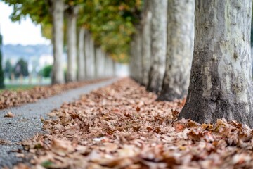 A row of fallen leaves covers the ground in an autumn park with old maple trees. Gold autumn background, natural lighting.