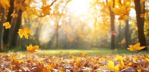 Wall Mural - Fall banner with yellow and red foliage in golden sunlight. Natural background copy space with selective focus.